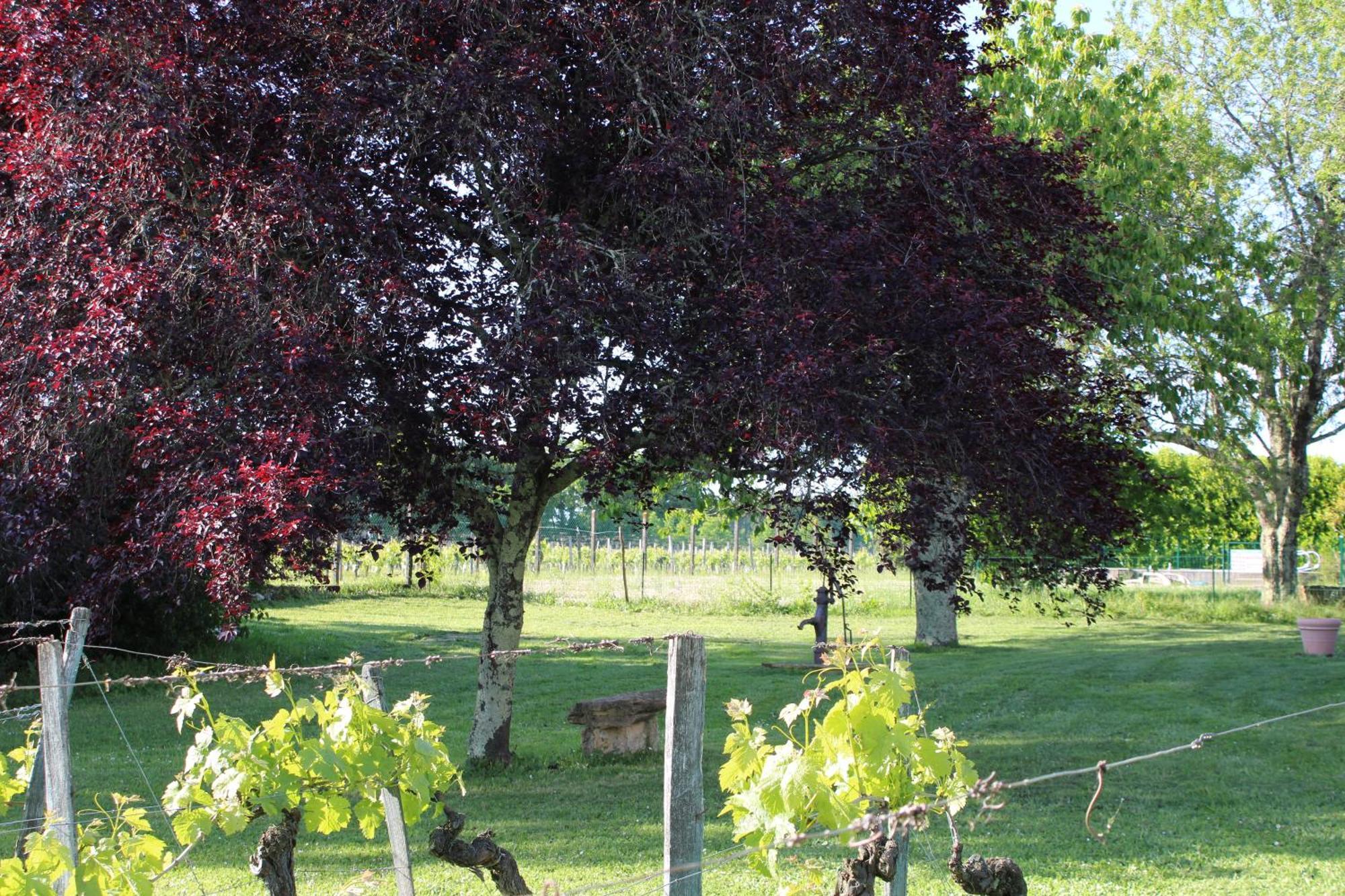 La Vigneraie De Laura Bed and Breakfast Sainte-Colombe  Exteriör bild